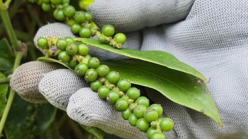 Giá nông sản ngày 24/1/2024: Giá tiêu tăng 500 đồng, giá cà phê quay đầu giảm