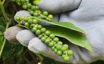 Giá nông sản ngày 24/1/2024: Giá tiêu tăng 500 đồng, giá cà phê quay đầu giảm