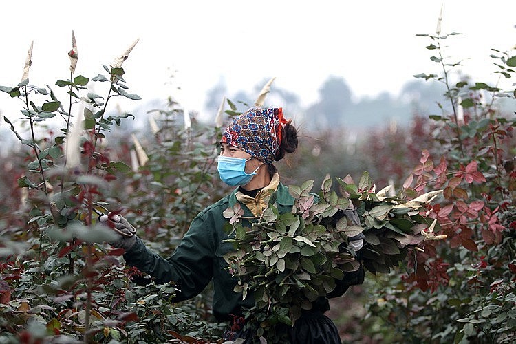 Làng hoa Mê Linh cũng đang tất bật chuẩn bị cho mùa thu hoạch lớn nhất trong năm. Ảnh Thanh Hà