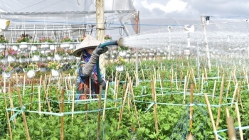 Các làng hoa trên mọi miền tổ quốc tất bật vào vụ Tết