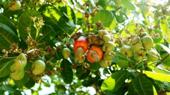 Xuất khẩu hạt điều của Việt Nam có nhiều dư địa tăng trưởng trong năm 2024