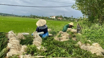 Thủ phủ kiệu Quảng Ngãi được mùa nhưng vẫn kém vui