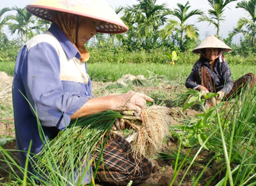 Thủ phủ kiệu Quảng Ngãi được mùa nhưng vẫn kém vui