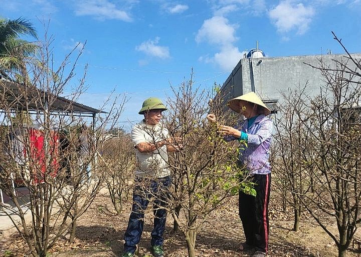 người dân xã Kỳ Nam chăm sóc mai.