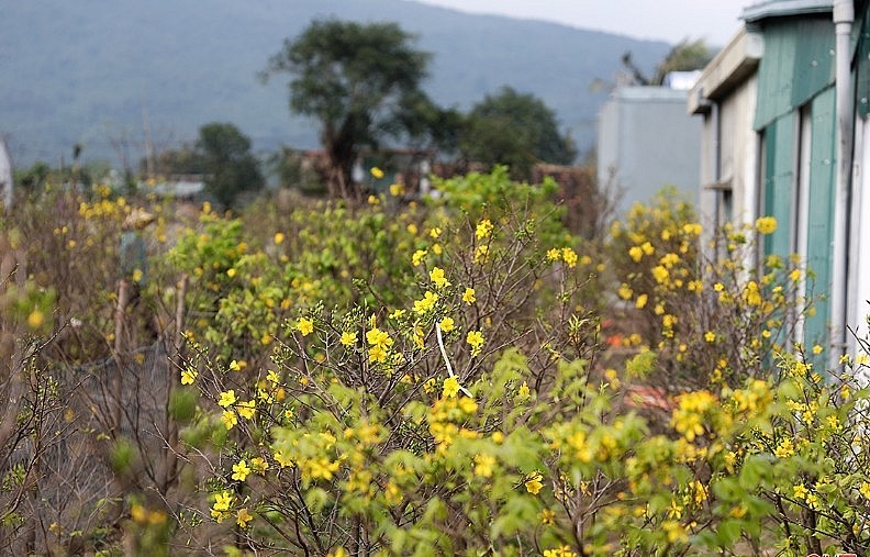 mai vàng Kỳ Nam lại có lá to, bầu, dày, màu xanh đậm