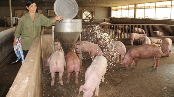 Giá heo hơi hôm nay 26/1: Tiếp đà tăng nhẹ ở nhiều địa phương