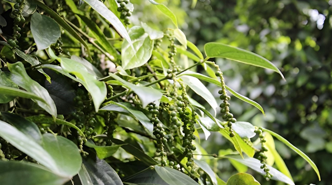 Trung Quốc là thị trường xuất khẩu hồ tiêu lớn nhất của Việt Nam