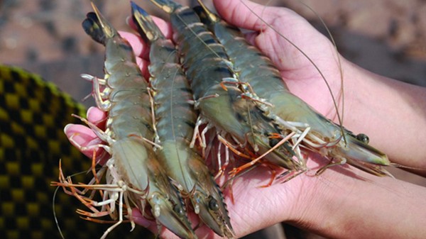 Xuất khẩu tôm hướng tới mục tiêu 4 tỷ USD trong năm 2024