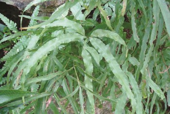 Cỏ seo gà - Vị thuốc dân gian chữa bệnh hiệu quả