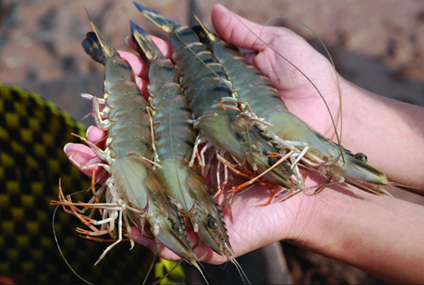 Xuất khẩu tôm hướng tới mục tiêu 4 tỷ USD trong năm 2024