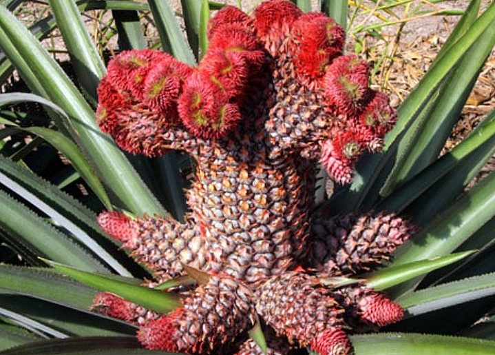 Những loại trái cây độc lạ, đẹp mắt cho mâm ngũ quả ngày Tết