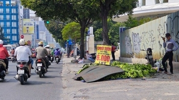 Giá chuối giảm sâu, nông dân trồng chuối ở Đồng Nai “mất Tết”