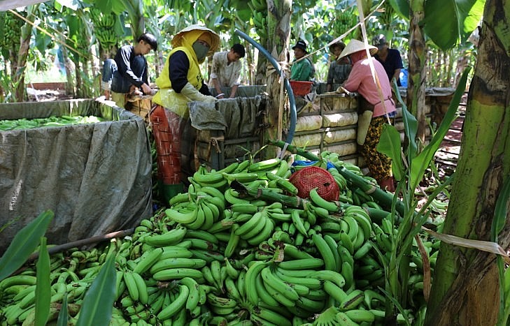 Giá chuối giảm sâu, nông dân trồng chuối ở Đồng Nai “mất Tết”. Ảnh Phước Tuần