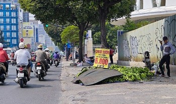 Giá chuối giảm sâu, nông dân trồng chuối ở Đồng Nai “mất Tết”