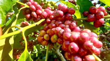 Giá nông sản hôm nay 27/1: Cà phê đồng loạt tăng mạnh, hồ tiêu tiếp tục giảm