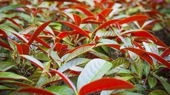 Cây đơn lá đỏ - Vị thuốc quý trong Đông y