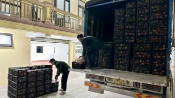 Thái Nguyên: Buộc tiêu hủy 6 tấn hoa quả nhập lậu
