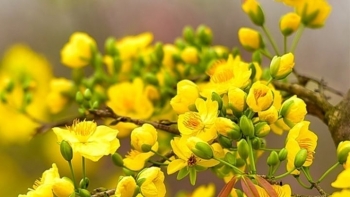 Đều đặn tưới thứ này vào cây mai, hoa tranh nhau nở rực rỡ dịp Tết