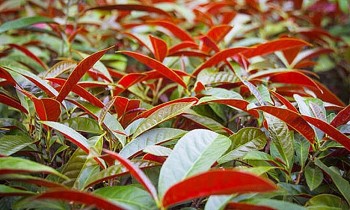 Cây đơn lá đỏ - Vị thuốc quý trong Đông y