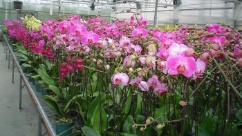 5 Lý do chính khiến nhiều người e ngại khi trồng lan hồ điệp