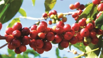 Giá nông sản hôm nay 28/1: Cà phê tăng gần 4.000 đồng/kg, hồ tiêu giảm nhiều nhất 1.000 đồng/kg