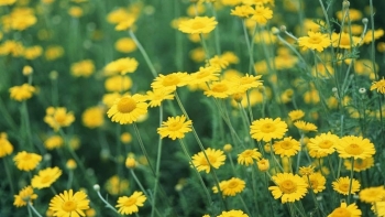 Cúc hoa vàng - Lợi ích và lưu ý khi sử dụng