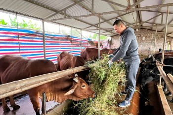 Chăn nuôi Hải Dương phấn đấu giá trị sản xuất tăng trưởng trên 3,5%