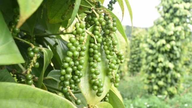 Giá nông sản hôm nay 29/1: Cà phê vượt mức 77.000 đồng/kg, hồ tiêu đồng loạt tăng