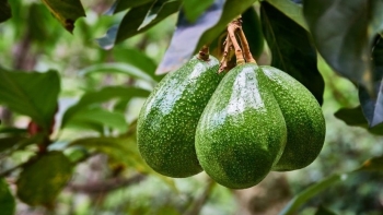 Bơ, chanh leo sắp được xuất chính ngạch sang Trung Quốc: Cơ hội mở rộng thị phần xuất khẩu nông sản