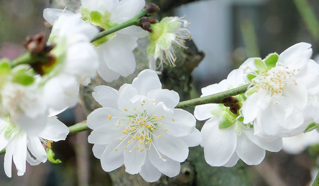 Hoa bạch đào nở có rất nhiều cánh, xếp chồng lên nhau cho ra vẻ đẹp thuần khiết và thanh tao