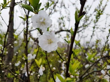 Bạch đào có gì đặc biệt mà đắt gấp 5 lần đào thường vẫn được "săn đón" dịp Tết