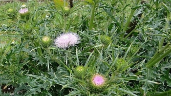 Cây đại kế - Vị thuốc nam trị nhiều bệnh