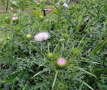 Cây đại kế - Vị thuốc nam trị nhiều bệnh