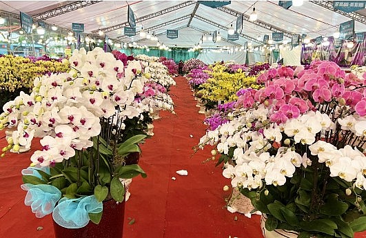 Thị trường hoa lan Tết ảm đạm. Thị trường hoa lan Tết ảm đạm.