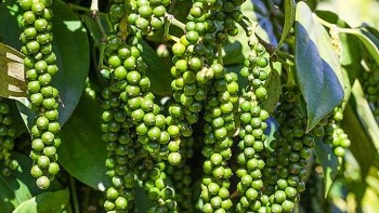 Giá nông sản hôm nay 30/1: Cà phê duy trì đà tăng, hồ tiêu giữ ổn định