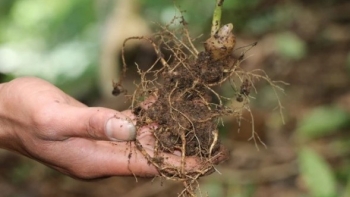 Cây dược liệu hồi sinh vùng đất Tu Mơ Rông