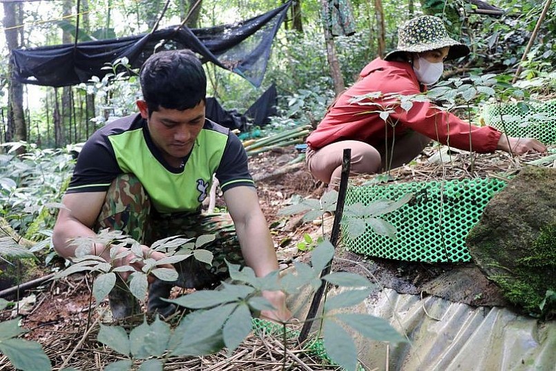 Chăm sóc vườn sâm Ngọc Linh. Ảnh: CN Chăm sóc vườn sâm Ngọc Linh. Ảnh: CN