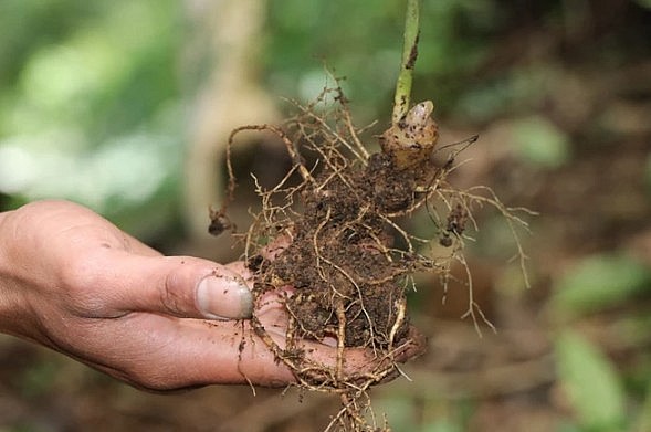 Diện tích sâm Ngọc Linh được mở rộng tại Tu Mơ Rông. Ảnh TTXVN Diện tích sâm Ngọc Linh được mở rộng tại Tu Mơ Rông. Ảnh TTXVN