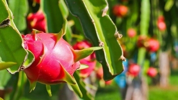 Phát triển thanh long Việt - điểm sáng từ những thách thức