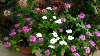 Các loại cây cảnh ngày Tết vừa đẹp, vừa tốt cho sức khỏe