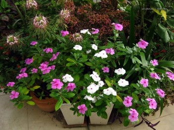 Các loại cây cảnh ngày Tết vừa đẹp, vừa tốt cho sức khỏe