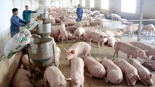 Giá heo hơi hôm nay 31/1: Giảm rải rác ở nhiều địa phương