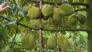 Tiền Giang phát huy thế mạnh cây trồng đặc sản