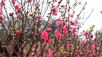 Đào Đình Bảng khẳng định thương hiệu trong lòng người chơi đào gần xa