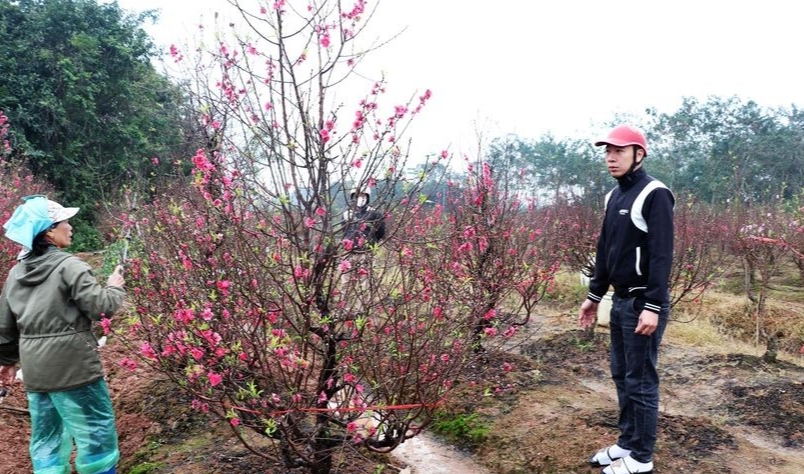 Người dân phường Đình Bảng, thành phố Từ Sơn (Bắc Ninh) chăm sóc đào để kịp phục vụ thị trường Tết.