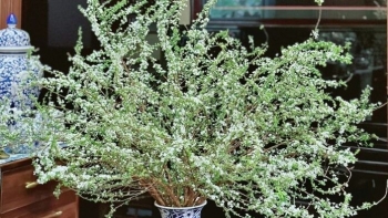 Loài hoa nổi lên như một "nàng thơ mới", giá hơn 250.000 đồng/bó vẫn cháy hàng