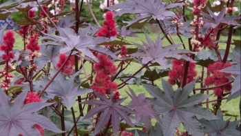 Cây thầu dầu - Tác dụng và lưu ý khi sử dụng