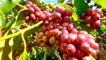 Giá nông sản hôm nay 1/2: Cà phê quay đầu giảm, hồ tiêu tăng nhẹ tại Bình Phước