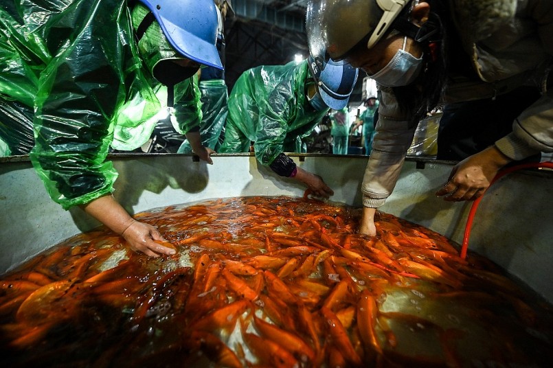 chợ cá lớn nhất miền Bắc đã tấp nấp người mua kẻ bá