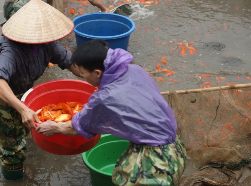 àng cá chép đỏ Thủy Trầm